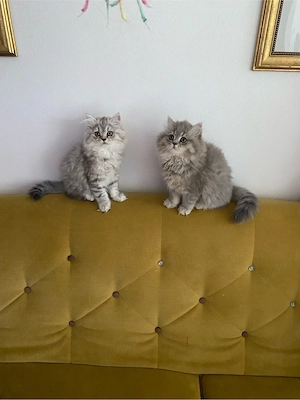 BKH-blh babykatzen 