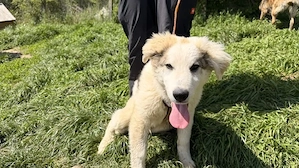 Zuhause gesucht für Kory