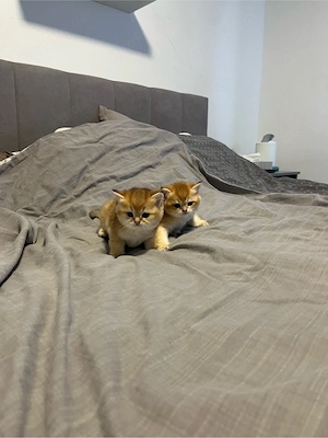 Britisch Kurzhaar (BKH) Shaded Golden Black   2 süße Kater suchen ein liebevolles Zuhause