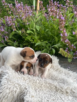 Jack Russell Welpen Mädchen 