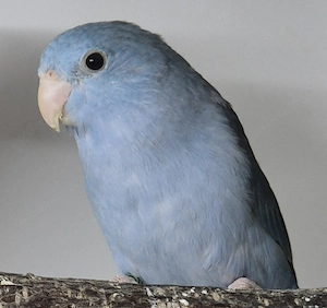 Blaugenick-Sperlingspapageien 