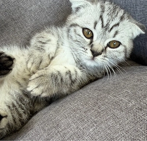     Junger Kater sucht liebevolles Zuhause