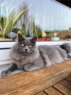 Deckkater BLH