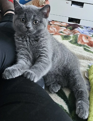 Süßes BKH-Mix Katzenmädchen sucht ein liebevolles Zuhause