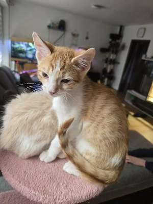 2 benagl mix kitten 