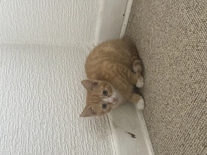 Babykatzen Europäischen Kurzhaarschnitt