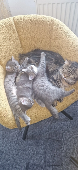 Europäische 3 süße katzen 