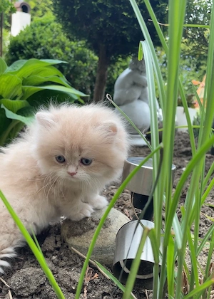 bkh Kitten weiblich männlich Blh Kätzchen  mit Stammbaum 