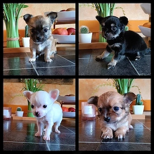 chihuahua Welpen