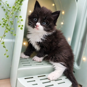 Reinrassige Maine Coon  Kitten
