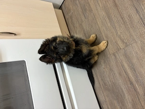 German shepherd puppy