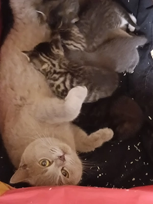Katzen baby BKH mischling Vorferkau 