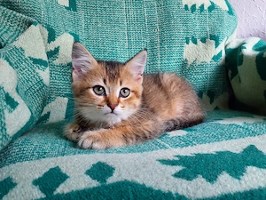 BKH Kätzchen   Kitten