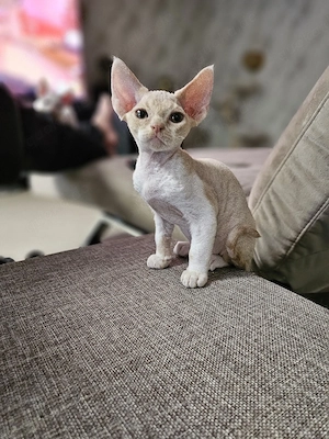 Devon Rex Kitten Erbkrankheiten frein Linien 