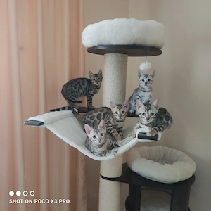 Wunderschöne Bengal Kitten mit Stammbaum. Abgabebereit!
