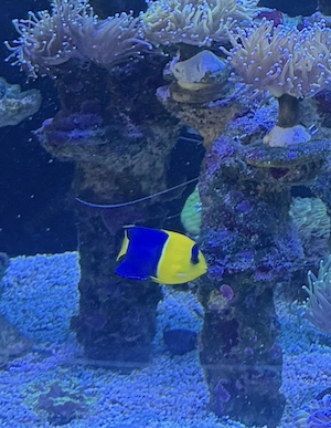 Blau gelber zwergkaiser