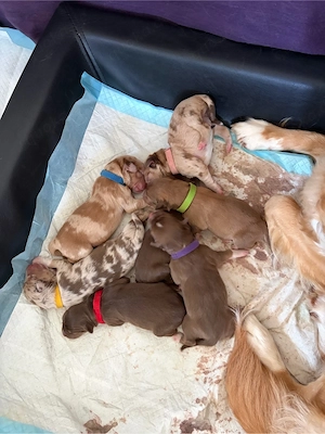 Welpen Wurf Nova Scotia Duck Tolling Retriever X Autralian Shepheard