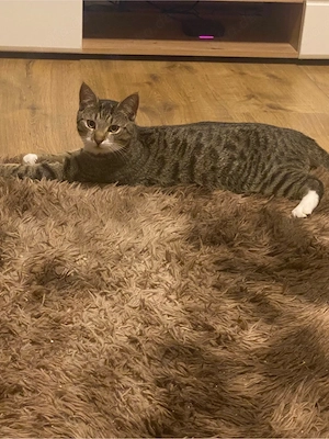 Kater sucht ein neues zuhause