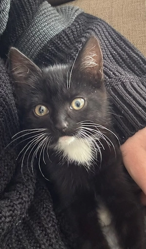 katze zu verkaufen 