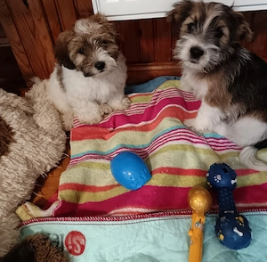 Welpen Yorkshire mix abzugeben 