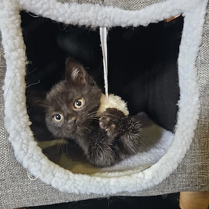 EKH mix  Kitten 