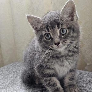 EKH BKH mix Kitten 