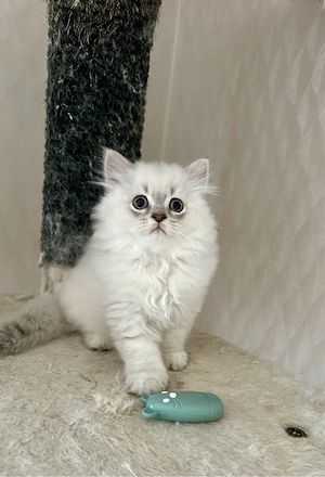 BLH BKH Britisch Langhaar Kitten reinrassig