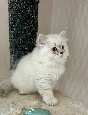 BLH Britisch Langhaar Kitten reinrassig