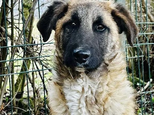 Benji sucht ein ruhiges Zuhause