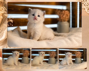 Nur noch 1 sweetes + freches  Ragdoll ähnl. Heilige Birma Kitten! Katzenbabys    Babykatze