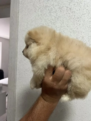 Pomeranian Zwergspitz