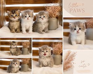3 zauberhafte Britisch Langhaar BLH Kitten zum reservieren! Katzenbabys   Babykatzen