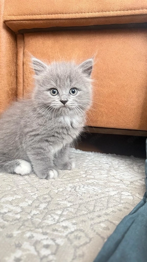 Liebe Volle Kitten suchen neues Zuhause