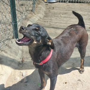 Hundekind Erika sucht schönes Körbchen