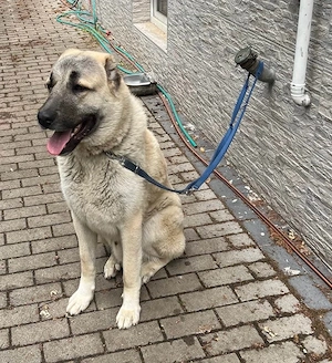 Kangal Rüde 1 Jahr alt sucht ein liebevolles Zuhause