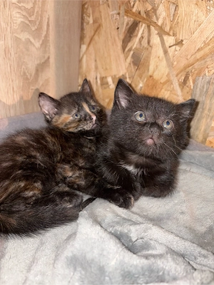 Kitten Bkh Ekh