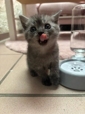  5 BKH Kitten