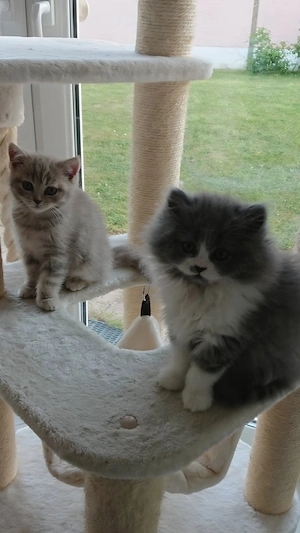 Bkh & blh kitten 