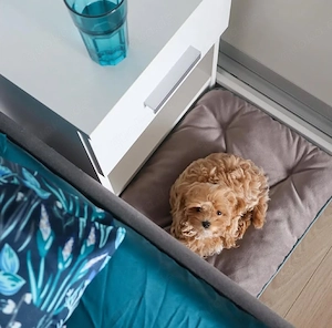    Wunderschöner Maltipoo-Welpe (weiblich) sucht liebevolles Zuhause   