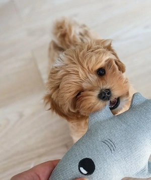 Bezaubernde Maltipoo-Hündin sucht liebevolles Zuhause