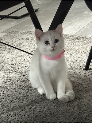 BKH Kitten Mädchen 