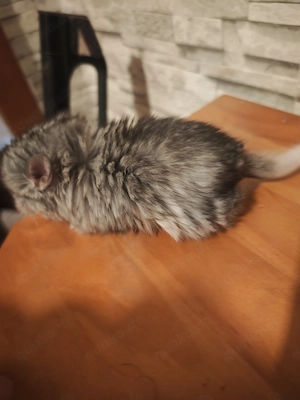 Chinchillas zur Abgabe  "1"  ist der Platzhalter 
