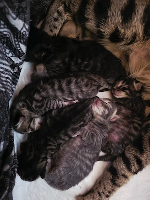 Bengal Kitten