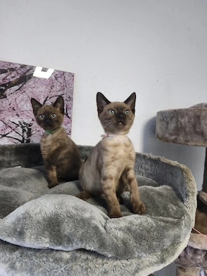 Reinrassige Snow Bengal Kitten mit Stammbaum