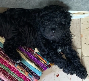 süsse maltipoo welpen       