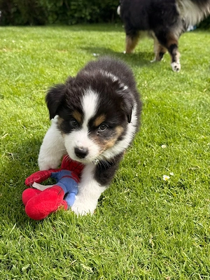 Mini Australian Shepherd Welpen
