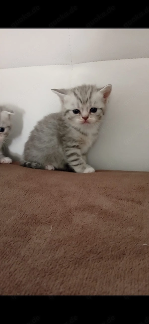 Bkh Katzenbaby ab 12 Woche abgabebreit
