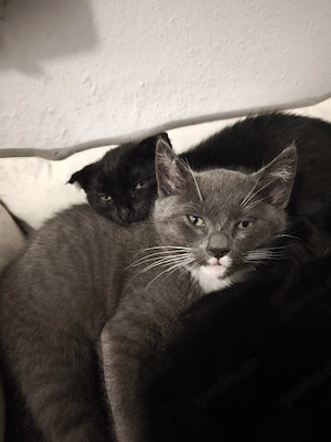 Kitten zu verkaufen 