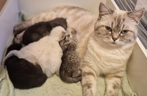 Britisch Kurzhaar und Langhaar Kitten BKH und BHL