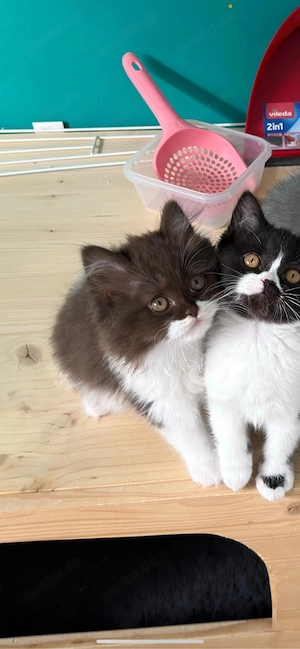BKH BLH kitten